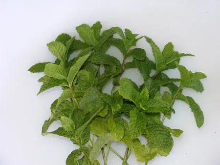 Fresh Mint Leaves